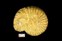 藏品(菊石化石)的圖片